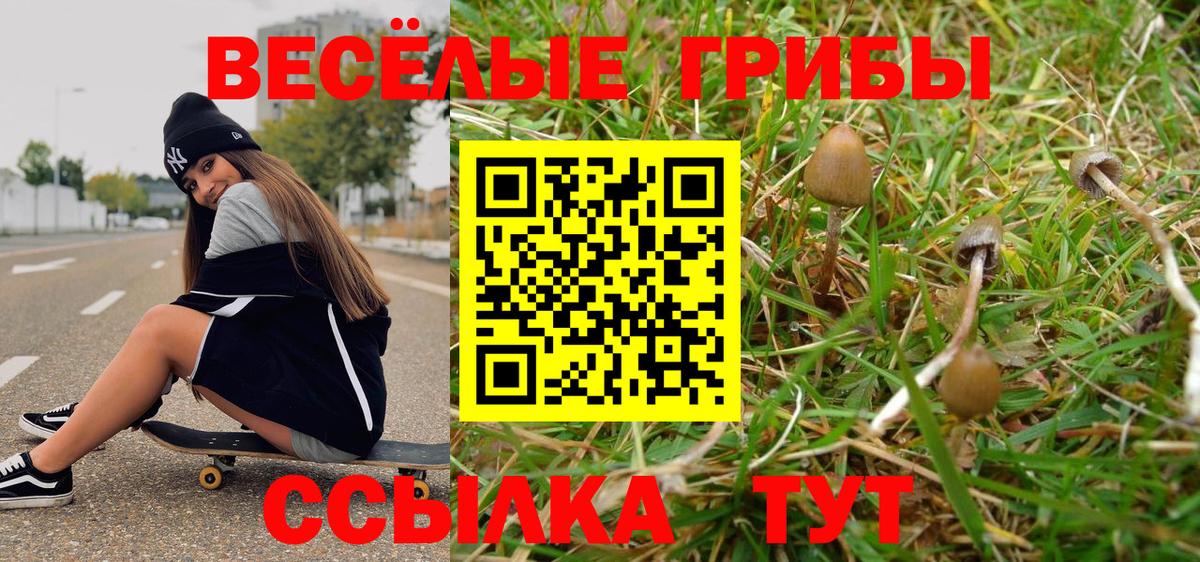 Псилоцибиновые грибы Cubensis Зима